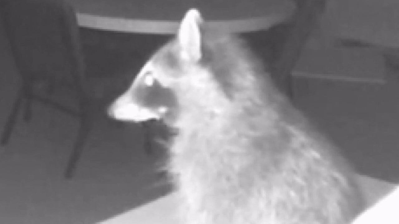 ‘Adventurous Wisconsin Raccoon Invades Church, Creates Chaos, and Gets Captured on Camera: The Mischievous Culprit’