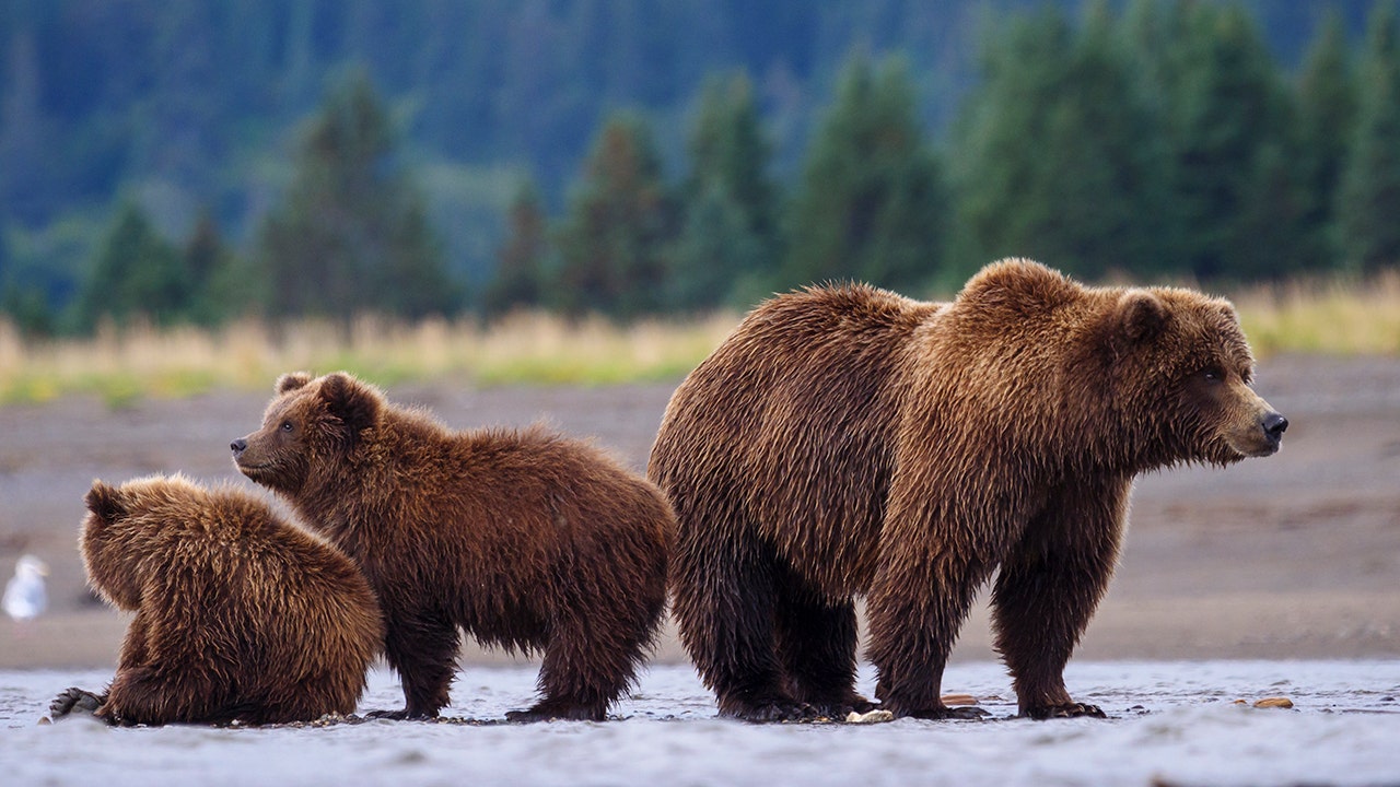 Washington's grizzly bear power grab is finally coming to a long-overdue end
