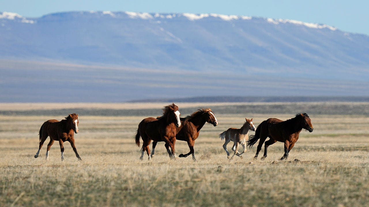 US land managers given deadline to justify Nevada’s controversial wild horse roundup program