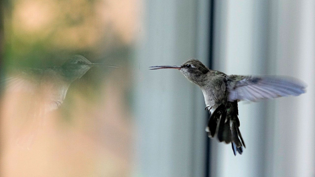 Elderly Mexican woman nurses hundreds of ailing, baby hummingbirds back to health in apartment-turned-clinic