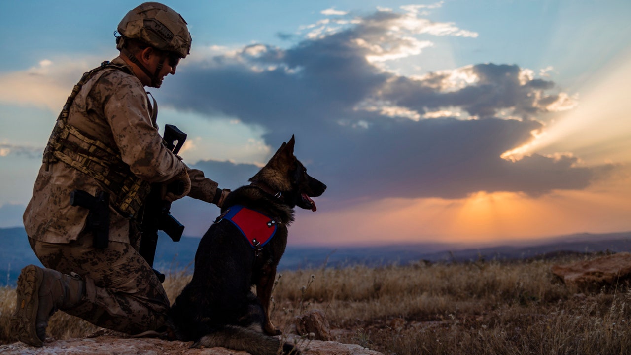 To protect veterans' mental health, senators and vets push for more access to service dogs: ‘Powerful avenue'