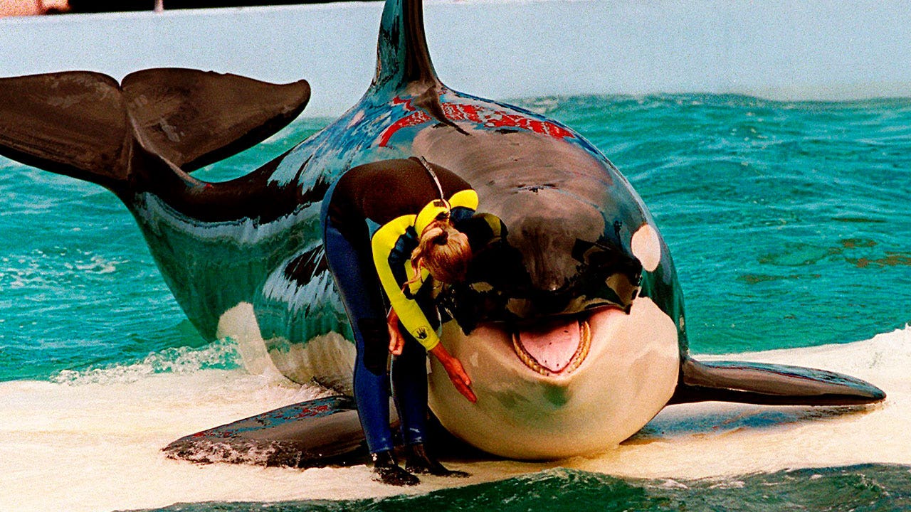 Lolita the orca dies at Miami Seaquarium as caregivers prepared to free the 57-year-captive mammal