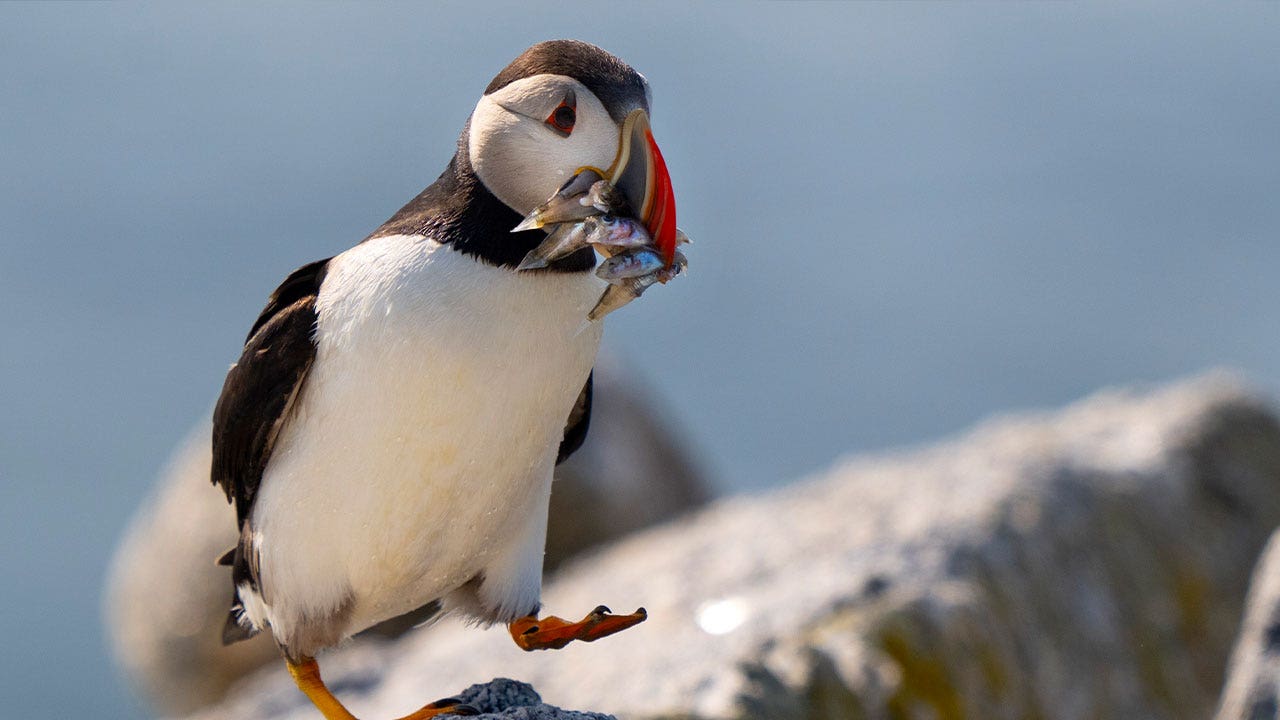 Puffin colonies in Maine recover, 'population is stable, and it could still be growing'