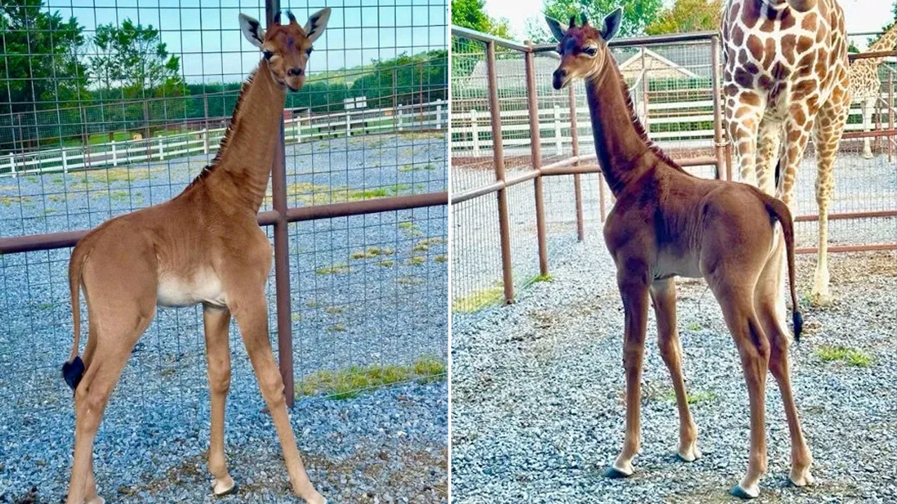 You can help name the spotless baby giraffe by casting your vote on Bright Zoo's Facebook page. (Brights Zoo)