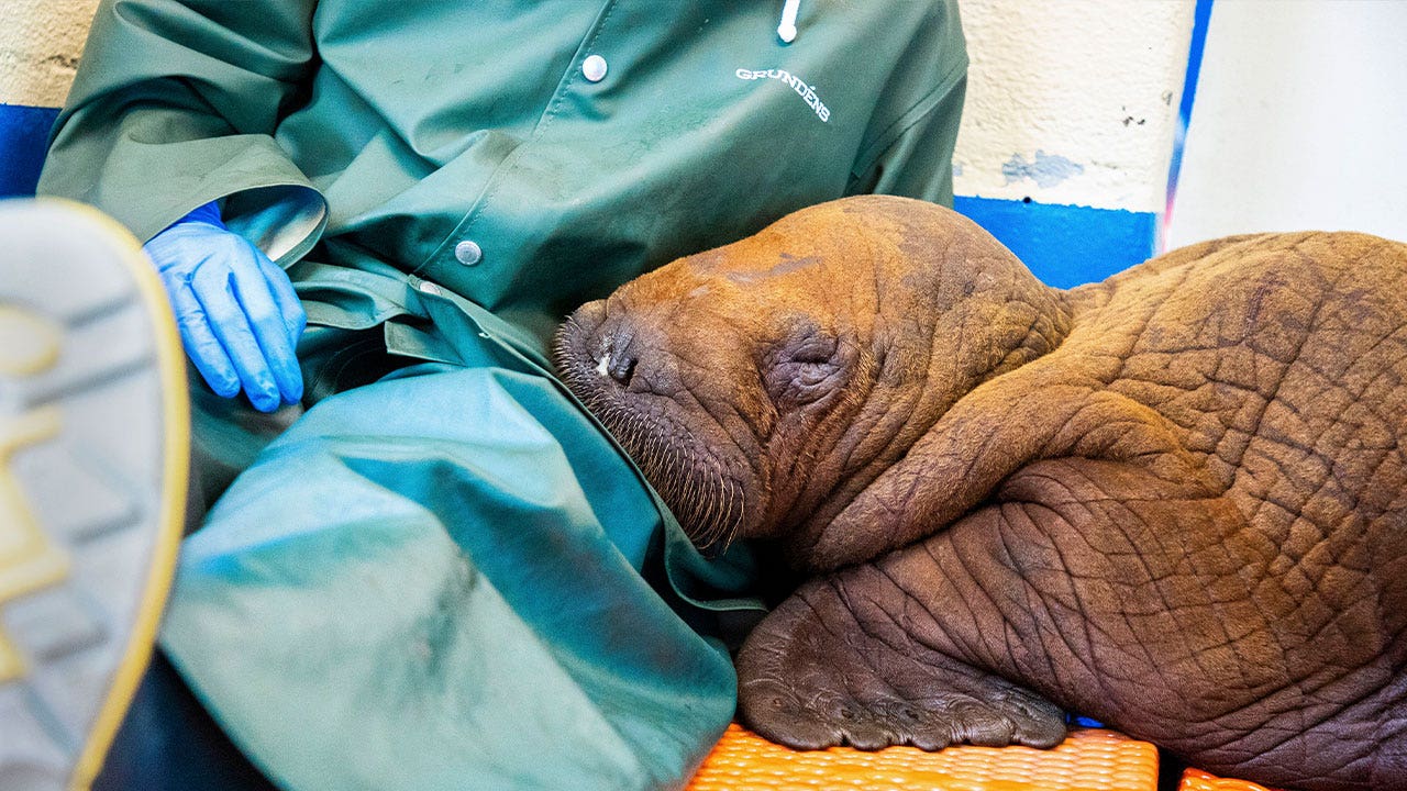 News :Ailing 1-month-old walrus calf found alone in Alaska dies following round-the-clock care