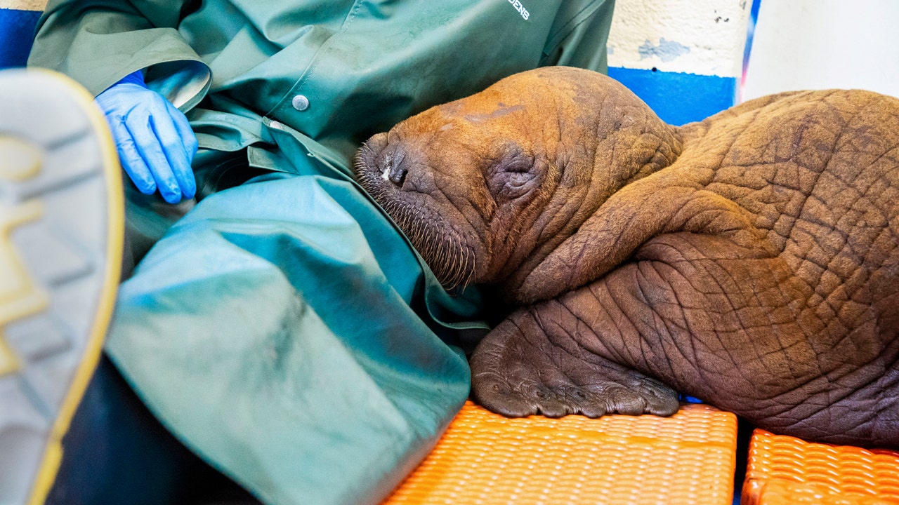 Abandoned 200-pound walrus calf bottle-fed, cuddled at Alaska wildlife center in fight to stay alive