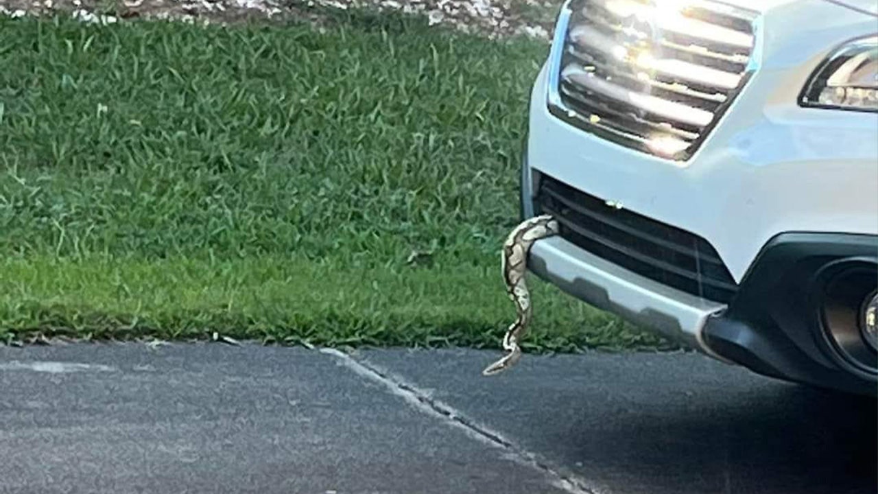 Amazing Encounter: North Carolina Driver Discovers Unusual Hitchhiker – a Ball Python!