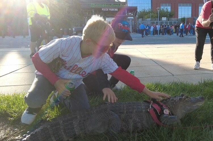 Emotional support alligator denied entry into Phillies game: reports