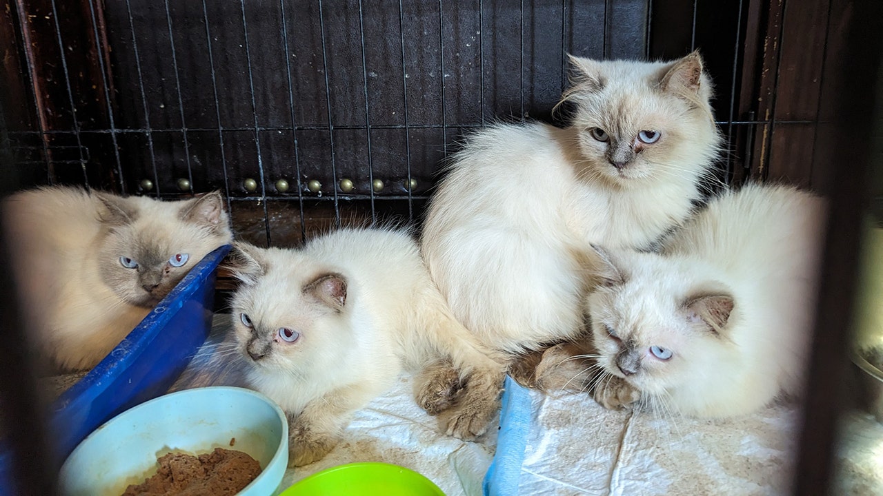 Animal rescuers baffled by scores of Himalayan kittens dumped in Maryland park: 'It's a mystery'