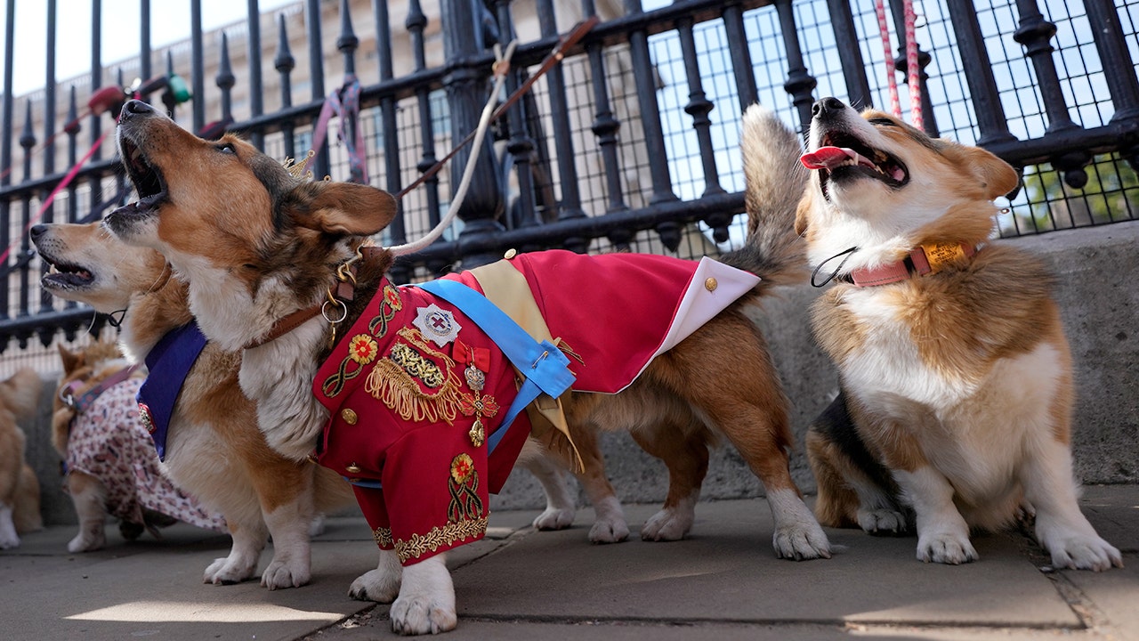 British corgis parade outside Buckingham Palace to honor Queen Elizabeth II's death, one year later