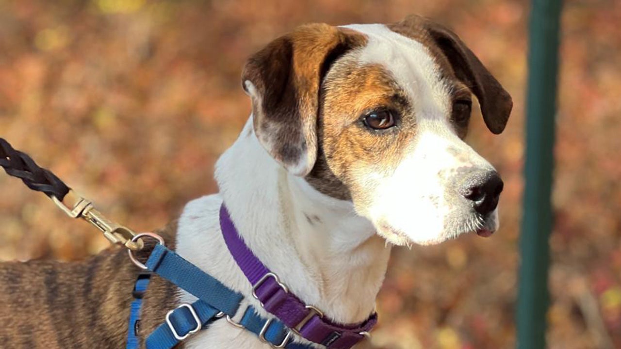 New York dog who loves to play fetch and go to the beach is up for adoption: Meet Bo