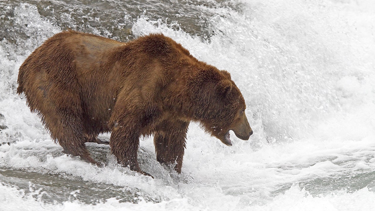 Alaska’s beloved ‘Fat Bear Week’ roars on after government shutdown ...