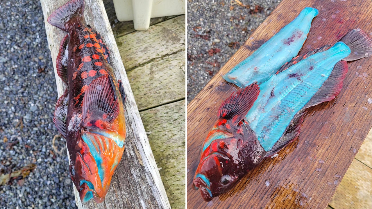 Fisherman in Alaska reels in catch that's bright blue on the inside:  'Pretty crazy