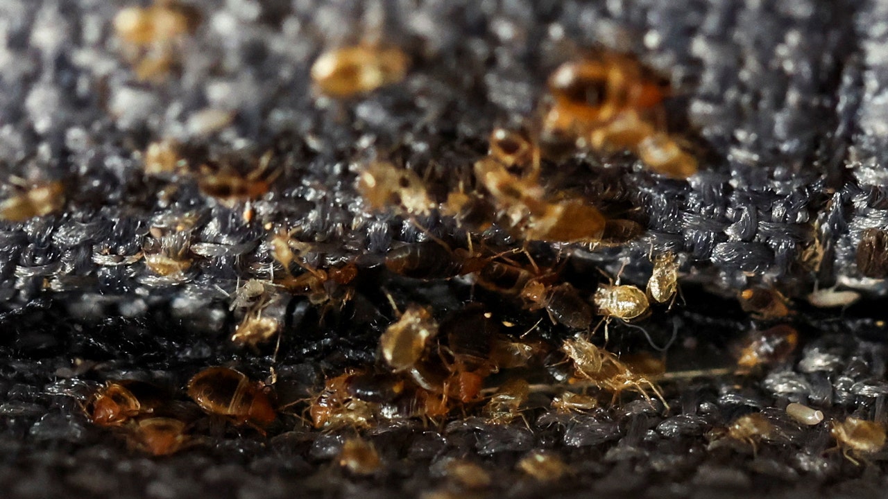 As Paris Olympics approach, French authorities launch efforts to eradicate bedbugs