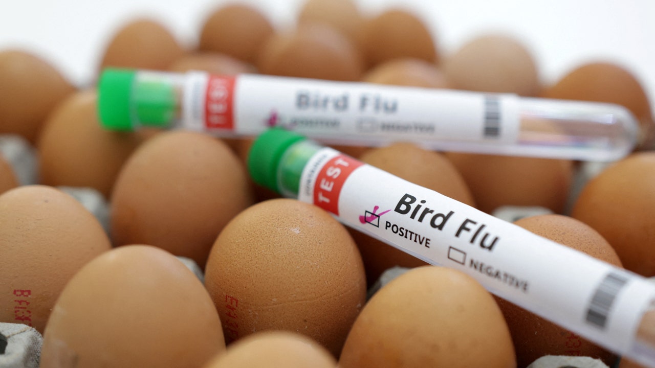 As avian influenza (bird flu) continues to spread among wild birds in the European Union, officials are warning of the potential for a future human pandemic. (REUTERS/Dado Ruvic/Illustration/File Photo)