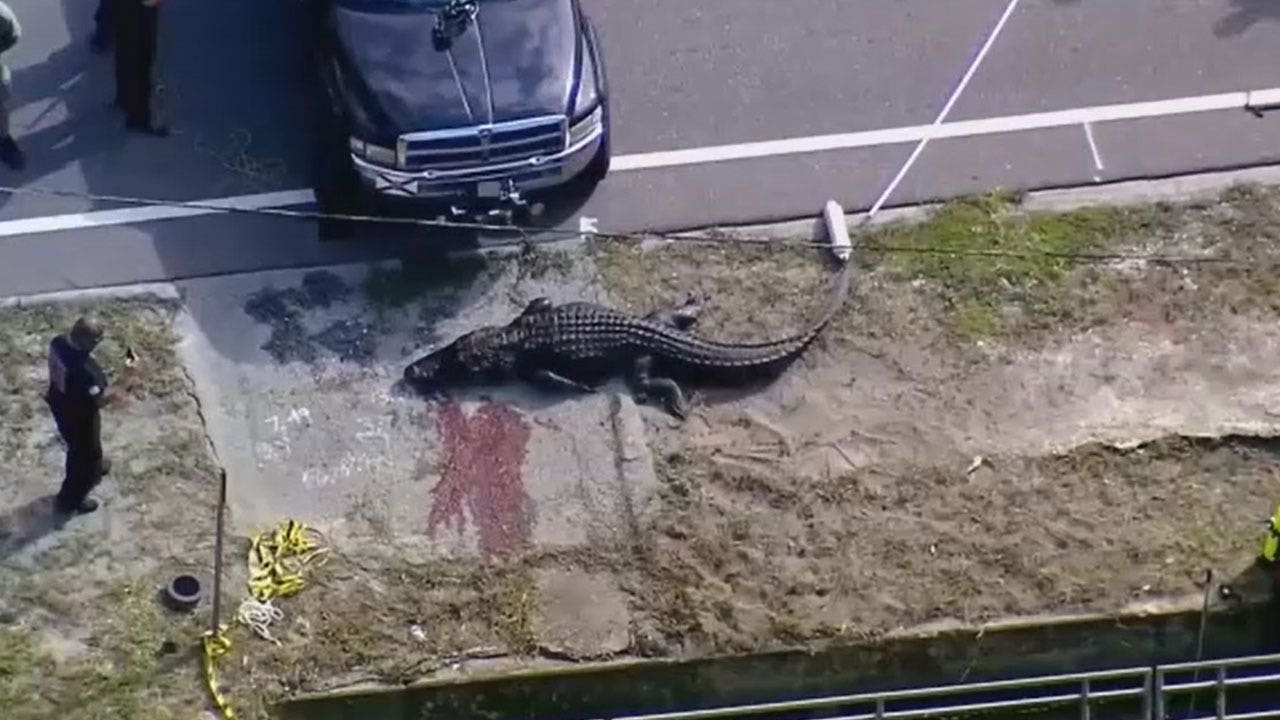 Florida alligator spotted with 'body in his mouth'