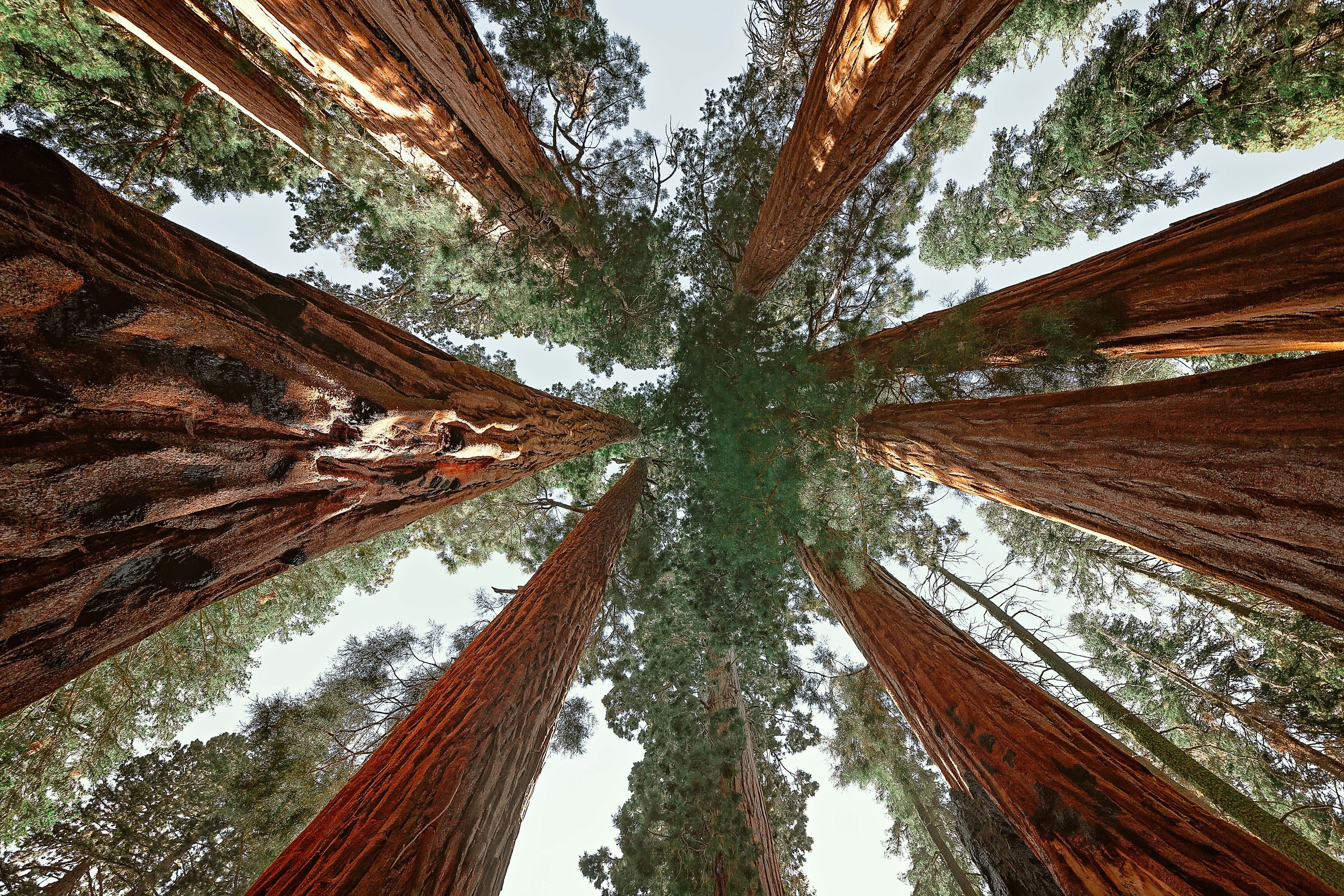 On this day in history, September 25, 1890, Congress establishes Sequoia National Park in California