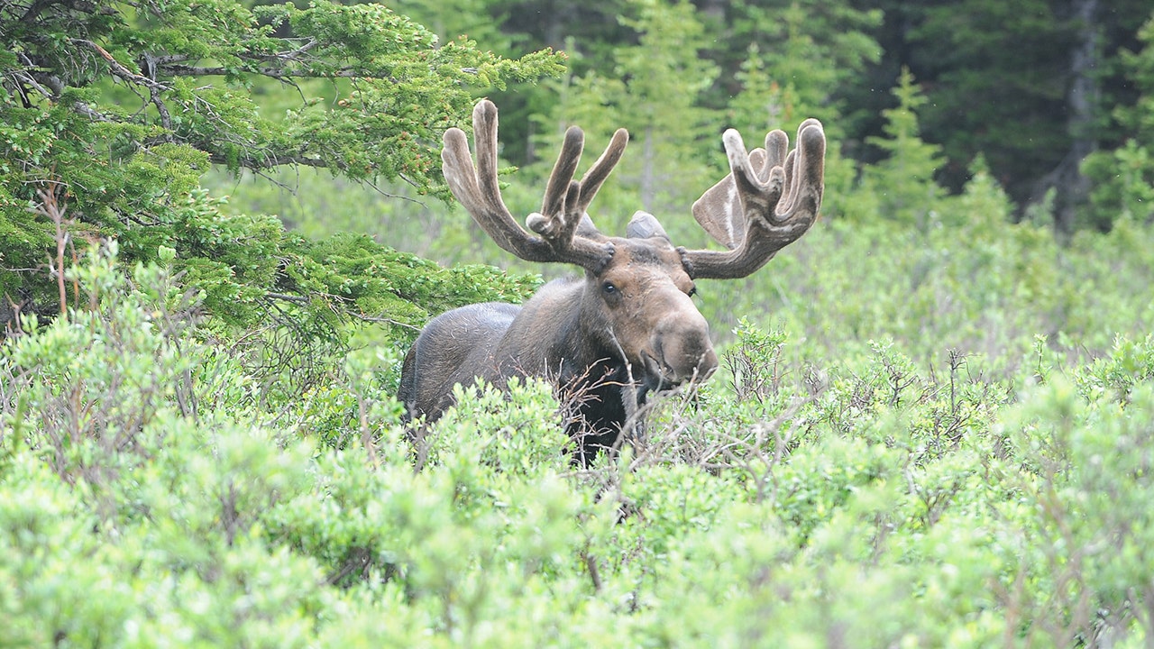 Read more about the article Alaska man kicked to death by protective mother moose