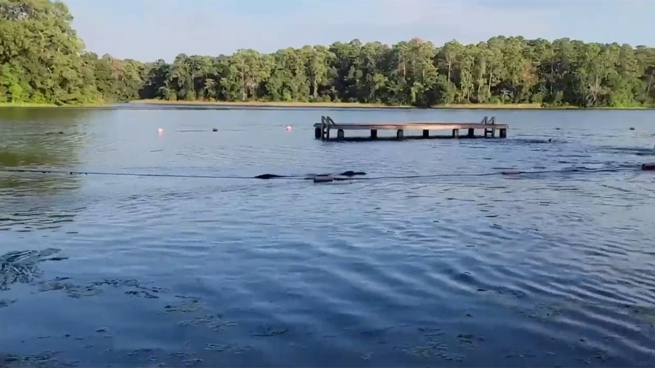 Texas Alligator Sets Sights On Girl Scouts Swimming In Lake Video   Huntsville Alligator 