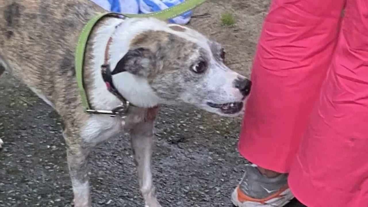 Missing Massachusetts rescue dog Maggie pulled from raging river by first responders: video