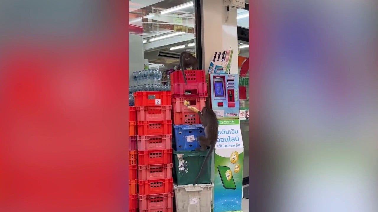 Monkey mayhem as wild animals wreak havoc in supermarket raid: video
