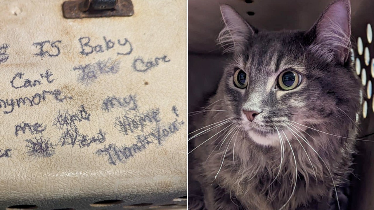 Cats left at North Carolina shelter with heartbreaking note: ‘My mom can’t take care of me anymore’