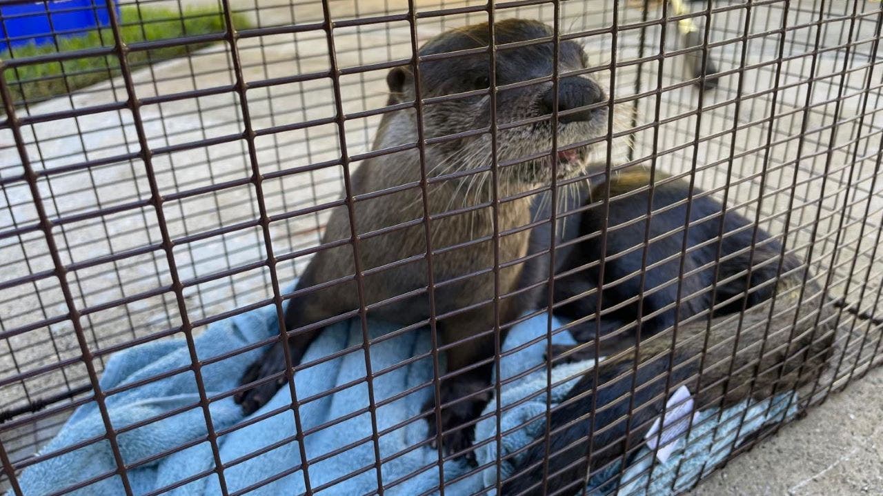News :Florida man gets bitten by rabies-infested otter while feeding ducks: officials