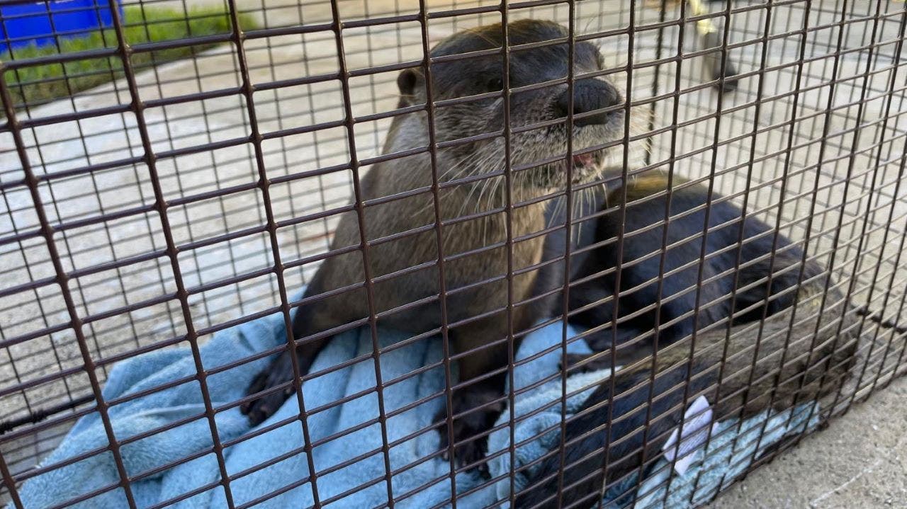 The%20Florida%20Department%20of%20Health%20confirmed%20that%20the%203-year-old%20male%20otter%20bit%20a%20dog%20and%20a%20human%20Sept