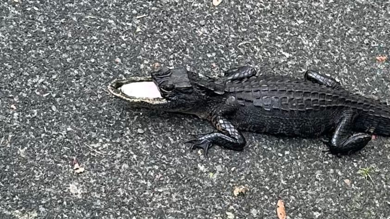 Half-mouthed alligator finds new home at Gatorland | Fox News