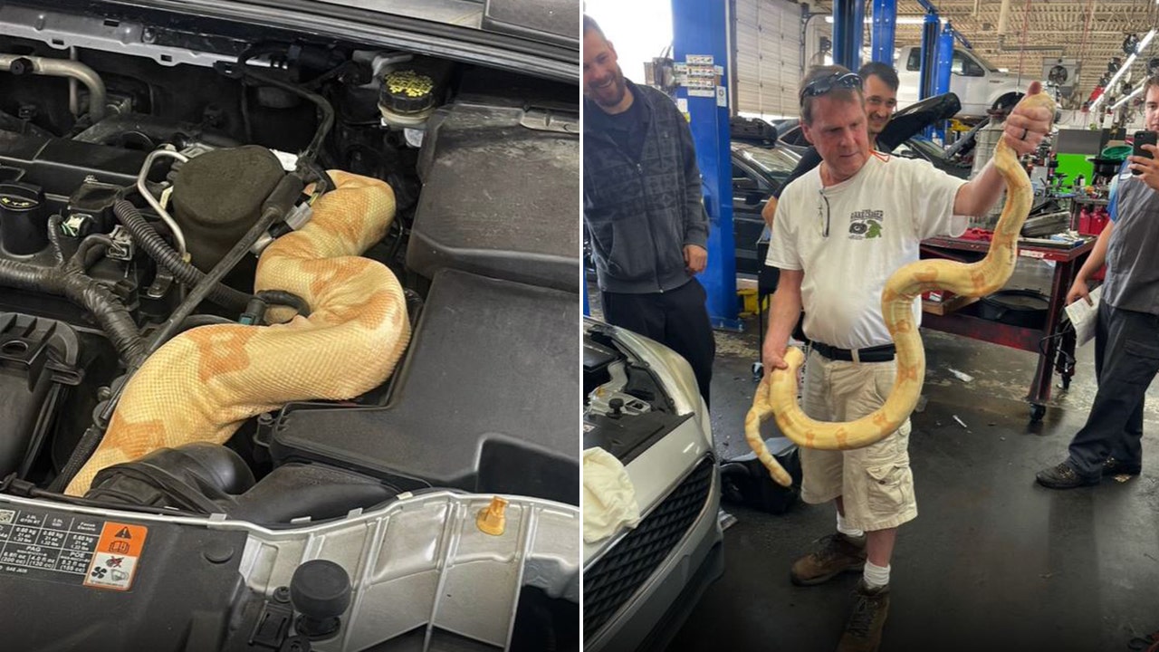 South Carolina auto mechanic discovers 8-foot albino boa coiled around car engine