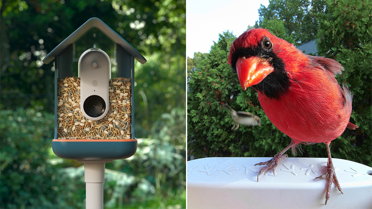 A northern cardinal poses for the camera on a Bird Buddy feeder. (Bird Buddy)