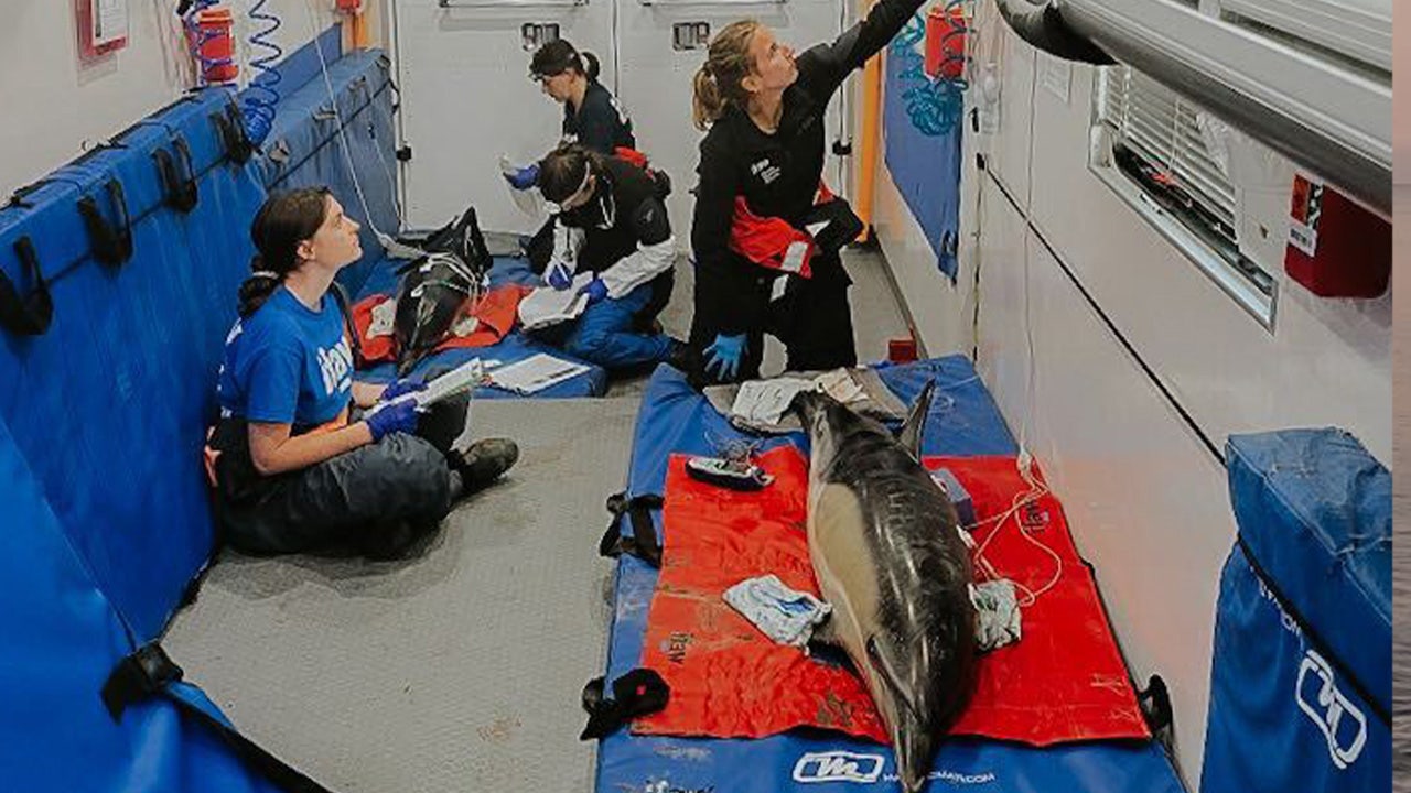 VIDEO: 7 stranded dolphins rescued by experts, trained volunteers