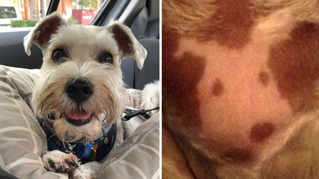 A dog owner was shocked to see her dog had spots on his torso that looked very similar to the dog himself. (Jam Press)