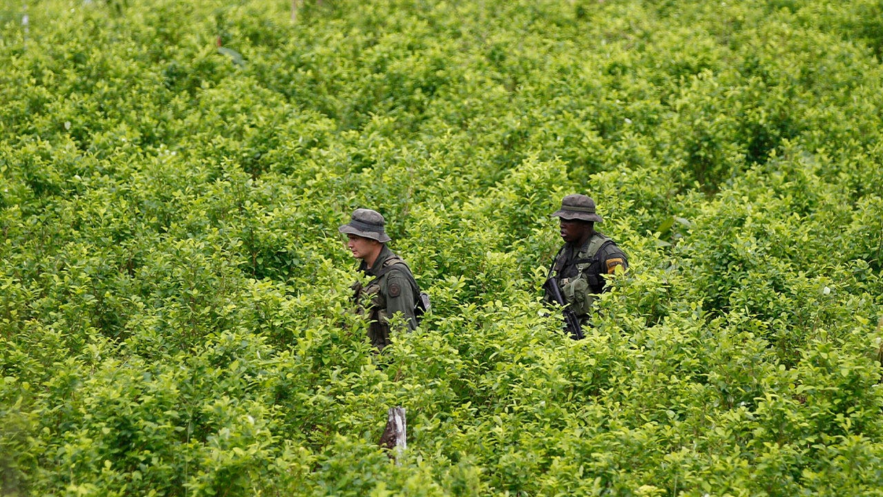Colombian coca crops, used to make cocaine, at an all-time high last year, UN says
