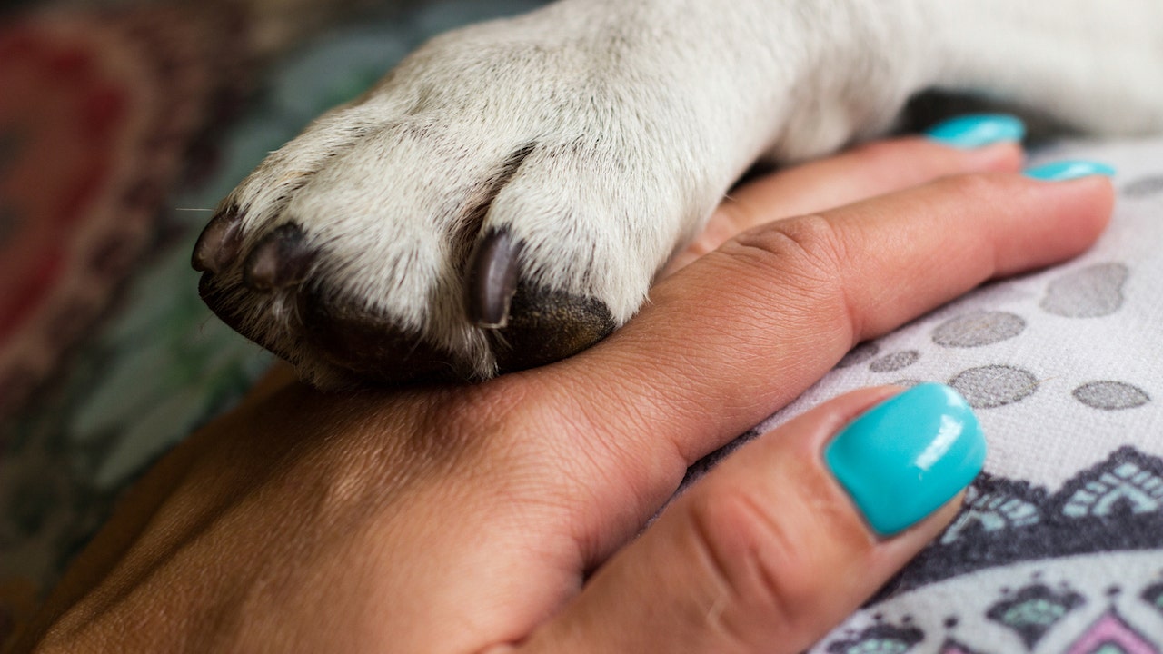 New Mexico puppy is euthanized after it contracted rabies: This is a '100% preventable disease'