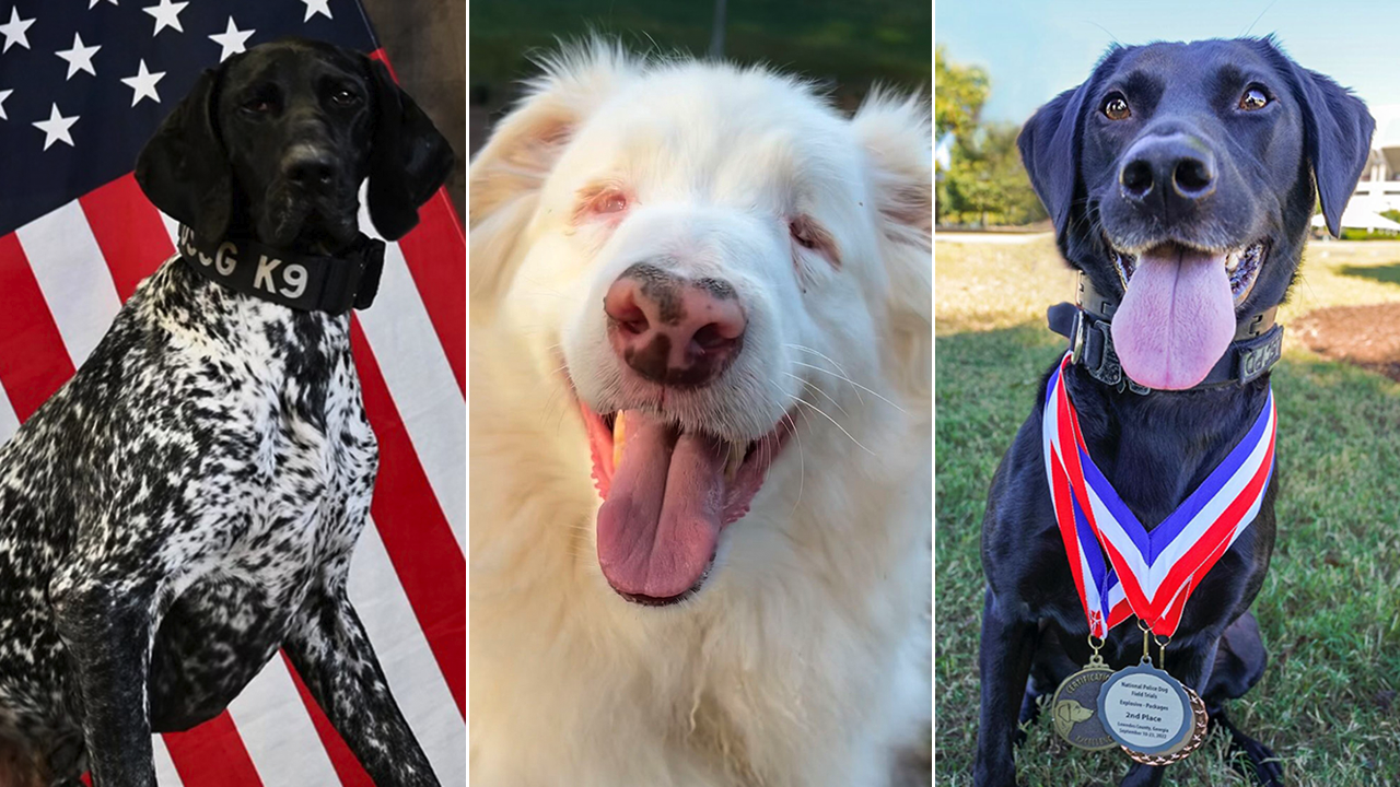 2023 American Humane Hero Dog Awards Reveals ‘Top Dog’ Finalists in Anticipation of Special Veteran’s Day Ceremony