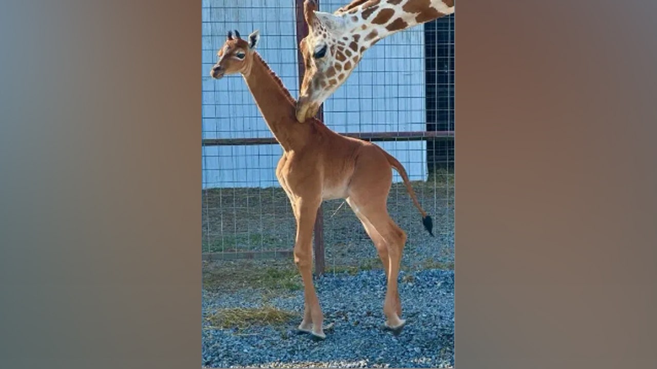Brights Zoo in Tennessee reveals name of rare spotless giraffe