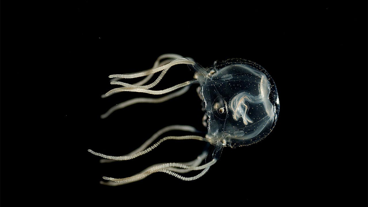 Jellyfish are not the 'simple creatures' once thought: New study may change an understanding of our own brains