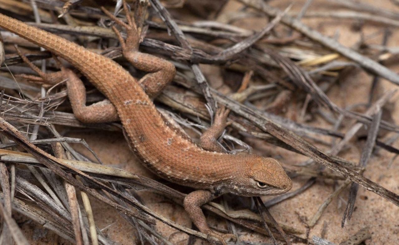 Texas pushes back as Biden admin digs up old fight over lizard that could 'cripple' state oil industry