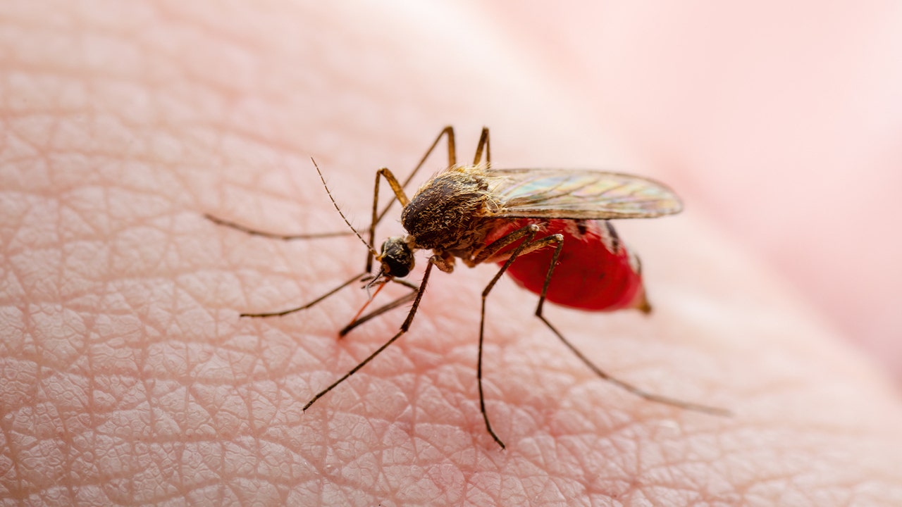 Dengue fever: What you need to know about the mosquito-borne illness sweeping Jamaica