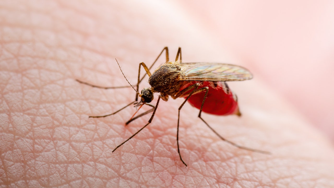 Texas records first locally transmitted dengue fever case of 2024 | Fox ...