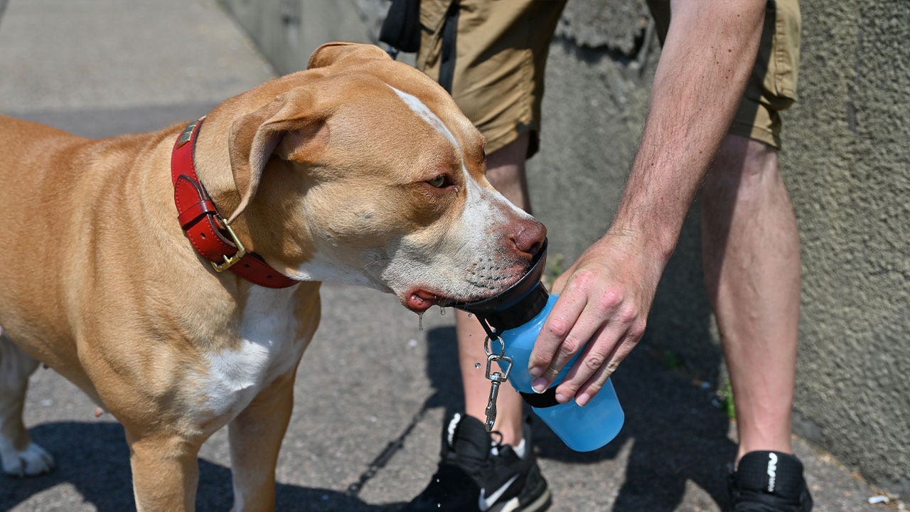 Rishi Sunak to Ban 'American Bully XL' Dogs in the U.K. - The New York Times