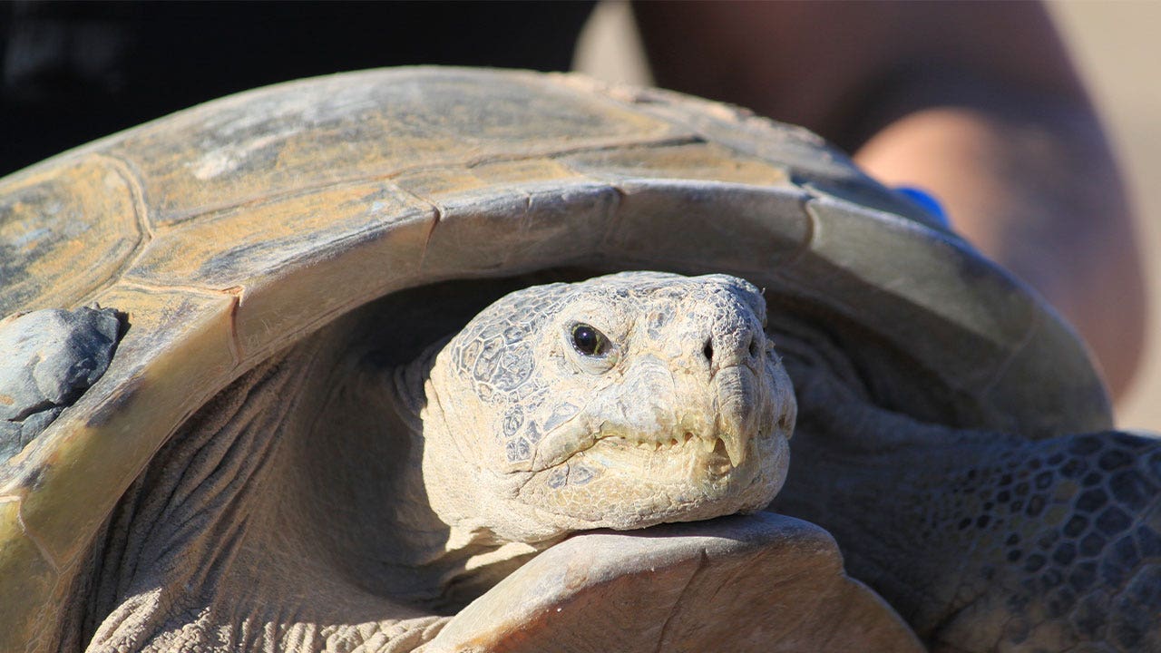 Biologists race to help North America’s largest and rarest tortoise species