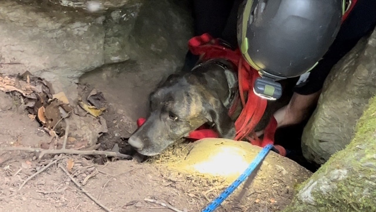 WATCH: Dramatic rescue of trapped Tennessee dog named Charlie just '5 feet below' bear in deep cave