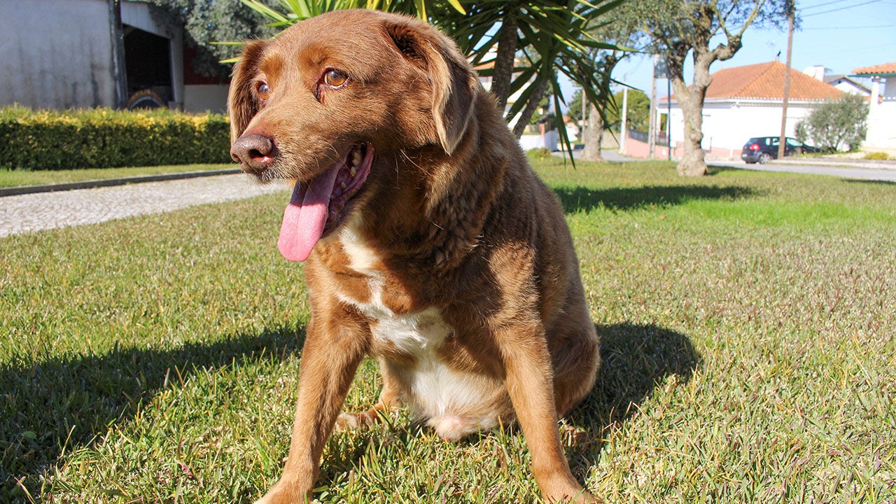 Guinness World Records Suspends oldest Dog Ever Title For Portuguese