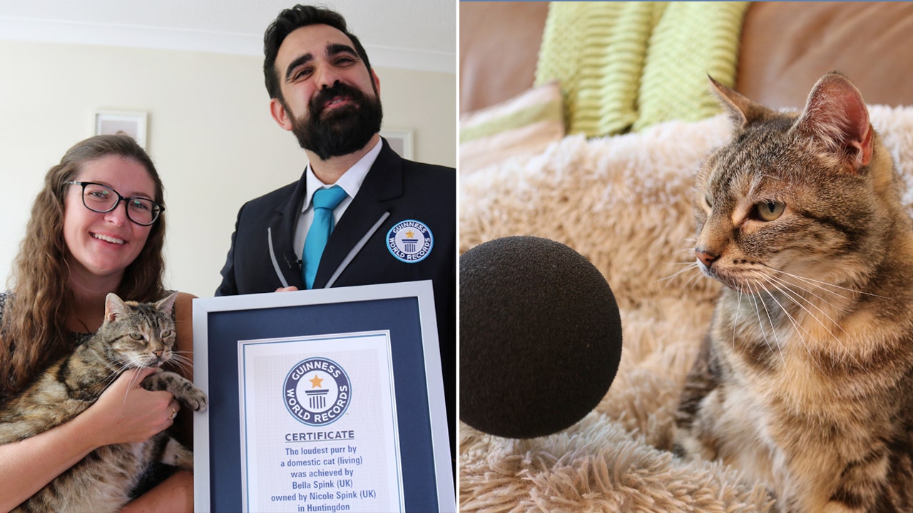  Noisy Cat Sets New Guinness World Record For Loudest Purr Fox News