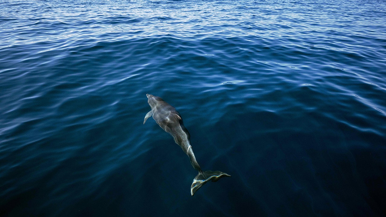 More than 100 dolphins, thousands of fish found dead as Brazilian governor declares state of emergency