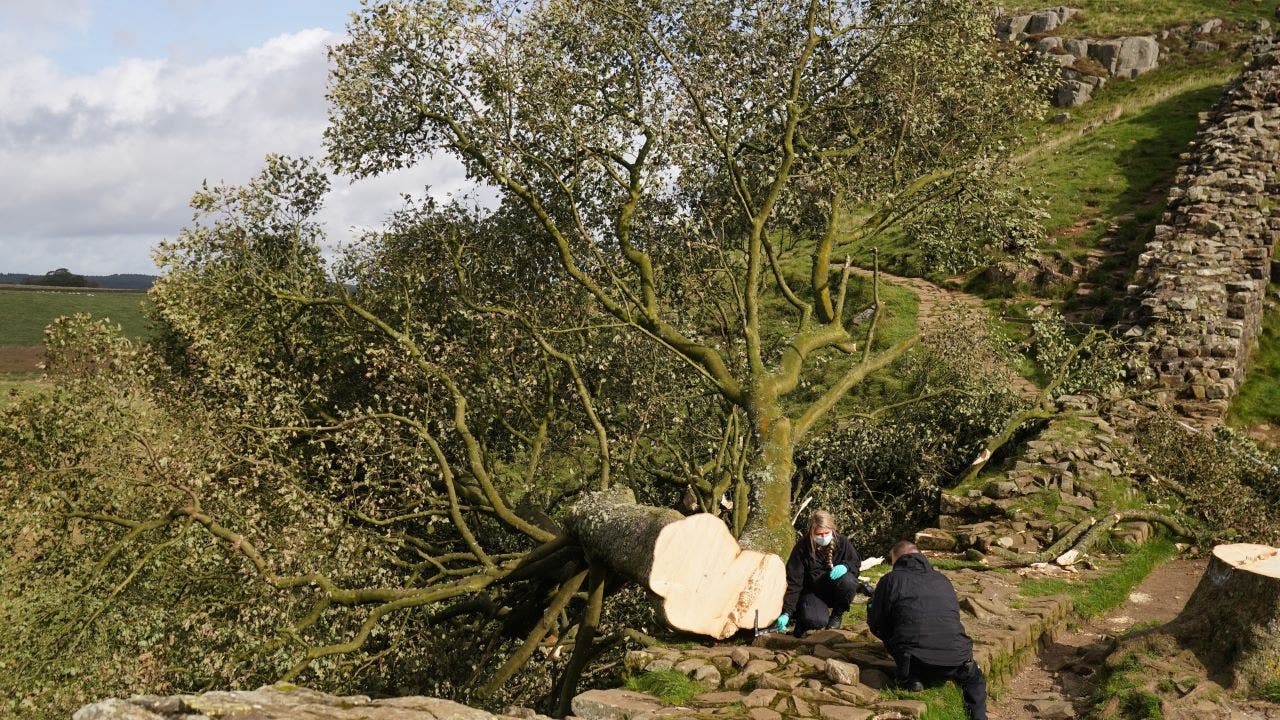 British police arrest second suspect accused of cutting down 300-year-old tree near Hadrian's Wall
