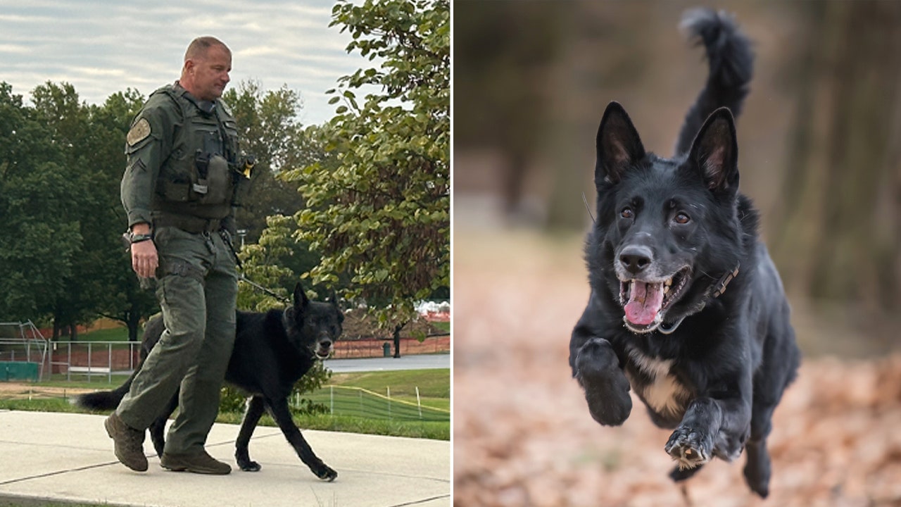 Pennsylvania K-9 who helped catch convicted murderer retires after eight years of service: 'He loved to work'