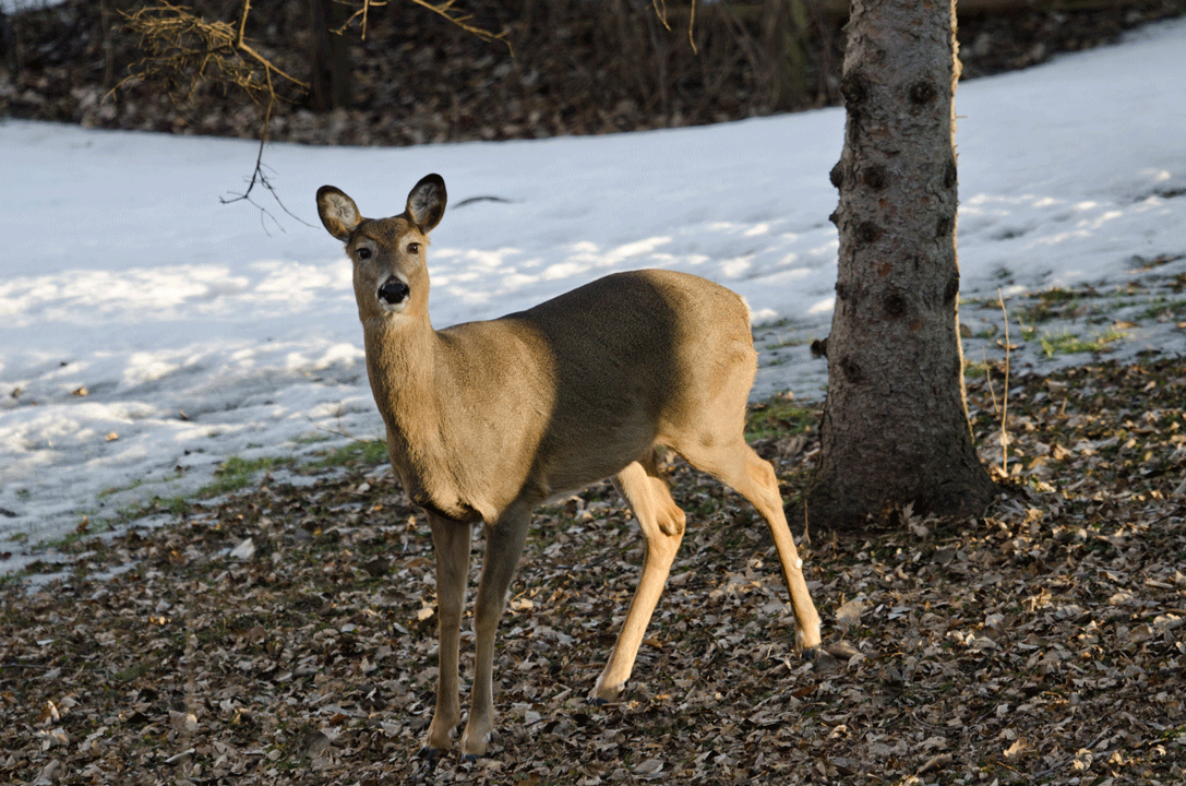 White-tailed deer walking in a Minnesota field